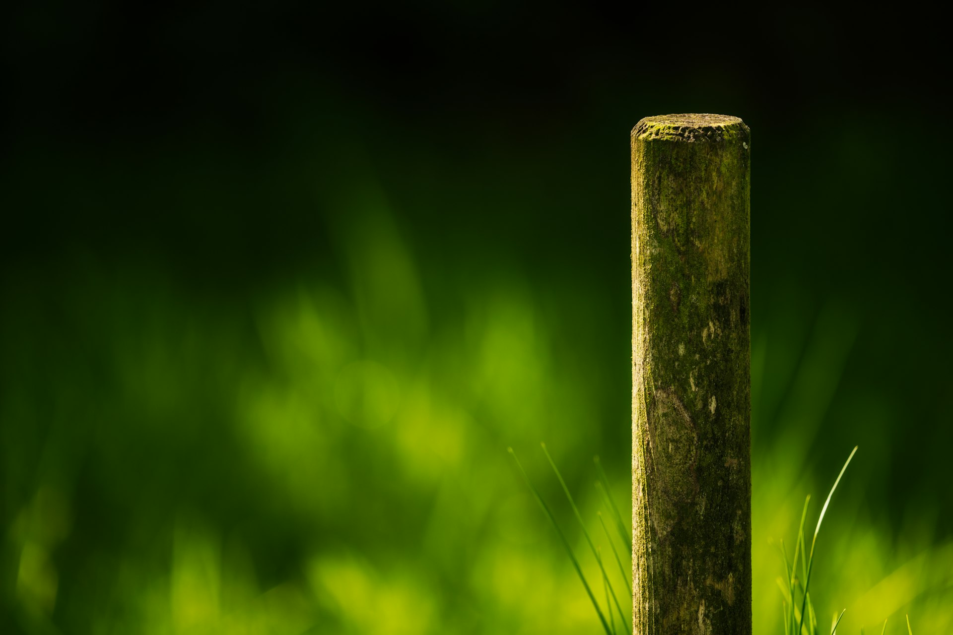 brown wooden post with green grass